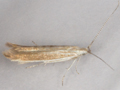 Coleophora discordella
